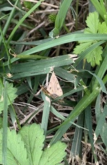 Spilomelinae