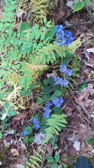 Gentiana scabra buergeri