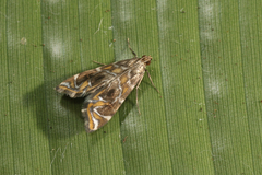 Acentropinae