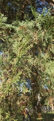 Cupressus