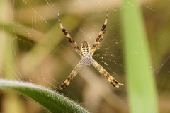 Argiope picta