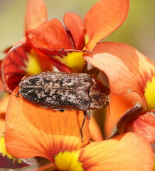 Ethonion corpulentum