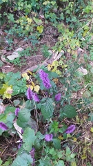 Elsholtzia splendens