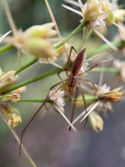 Cheiracanthium gracile