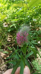 Trifolium rubens
