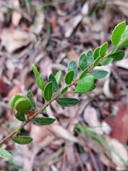 Acacia hispidula