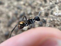 Polyrhachis ammon