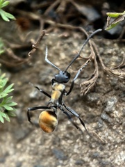 Polyrhachis ammon
