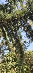 Cedrus atlantica