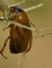Cyclocephala lurida