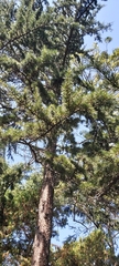 Cedrus atlantica