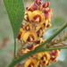Daviesia latifolia - Photo (c) Sharon Dodd,  זכויות יוצרים חלקיות (CC BY-NC), הועלה על ידי Sharon Dodd