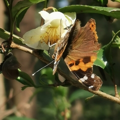 Vanessa indica
