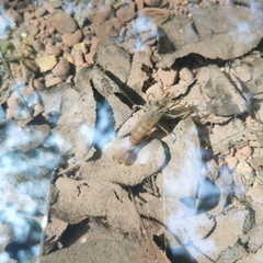 Macrobrachium nipponense