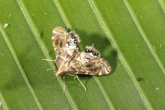 Acentropinae