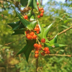 Ilex cornuta