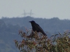 Corvus mellori