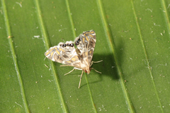 Acentropinae