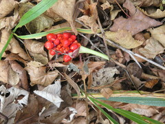 Arisaema amurense