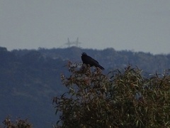 Corvus mellori