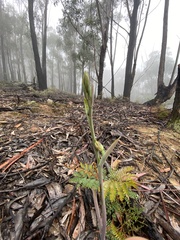 Calochilus