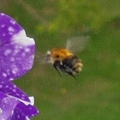 Bombus