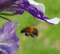 Bombus