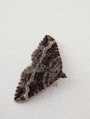 Chrysolarentia subrectaria