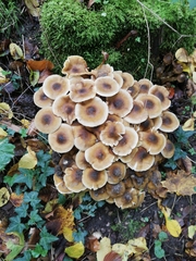 Armillaria mellea