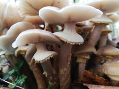 Armillaria mellea