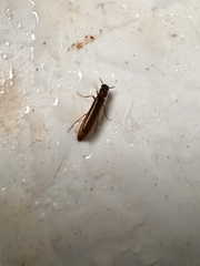 Lymexylidae