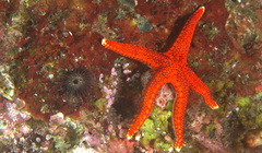 Echinostrephus aciculatus