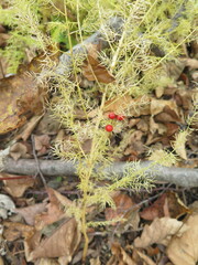 Asparagus schoberioides