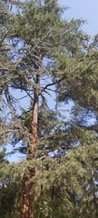 Cedrus atlantica