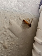 Lymexylidae
