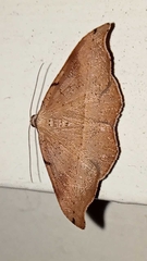 Sarisa muriferata