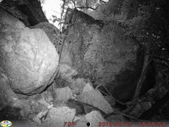 Petrogale assimilis