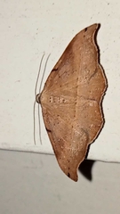 Sarisa muriferata