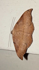 Sarisa muriferata