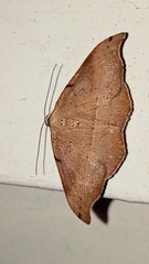 Sarisa muriferata