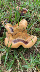 Phaeolus schweinitzii