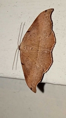Sarisa muriferata