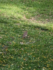 Turdus philomelos clarkei