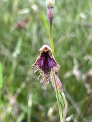 Calochilus robertsonii