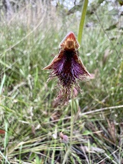 Calochilus robertsonii