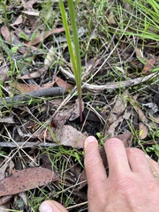 Calochilus robertsonii