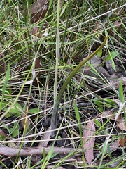 Calochilus robertsonii