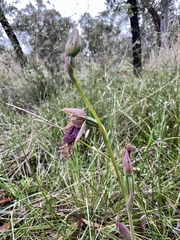 Calochilus robertsonii
