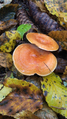 Lactifluus