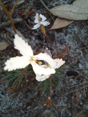 Stylidium spinulosum